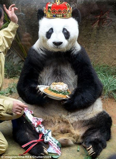 Worlds Oldest Captive Panda Basi Dies In China Daily Mail Online