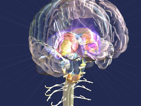 Optical Nerves And Brain Medical Animation Moko 3d Uk