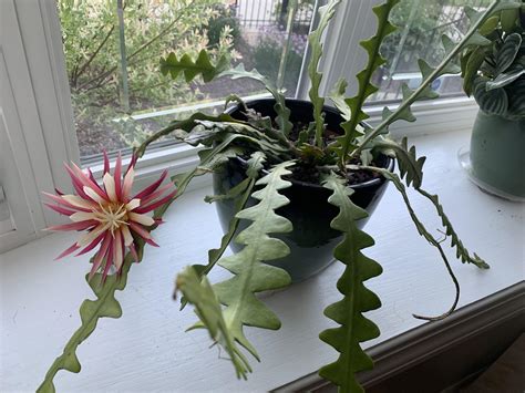 Learn all about how to take care of this unique cactus that looks stunning in hanging pots and planters. Fishbone cactus first bloom : houseplants