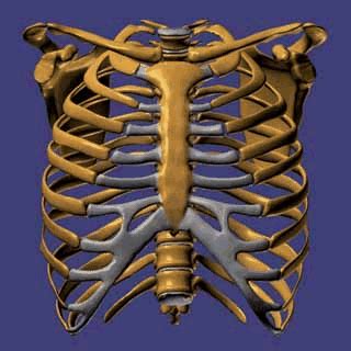 The bones of the rib cage are the sternum, the 12 thoracic vertebrae and the 12 pairs of ribs. Why Does My Back Crack When I Breathe In? - www ...