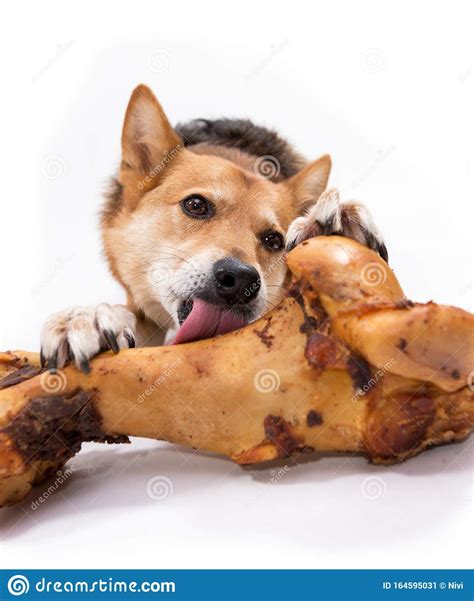 Funny Dog With A Bone Stock Image Image Of Comical 164595031