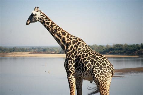 Calphotos Giraffa Camelopardalis Thornicrofti Thornicrofts Giraffe
