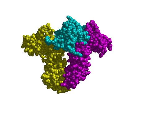 Human Growth Hormone Receptor Recognition