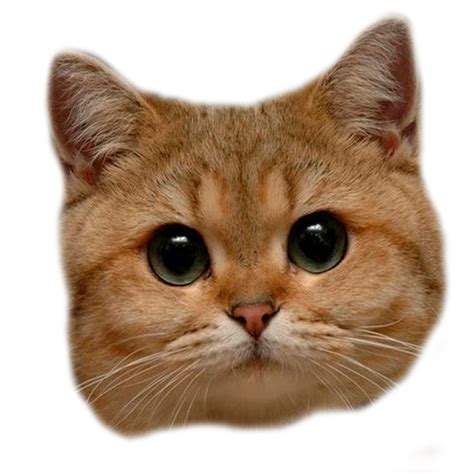 Cat head png. by MadCatMD on DeviantArt png image