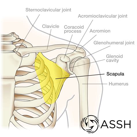 The shoulder is a complex combination of bones and joints where many muscles act to provide the widest range numerous muscles help stabilize the three joints of the shoulder while giving it motion. Anatomy 101: Shoulder Bones - The Handcare Blog