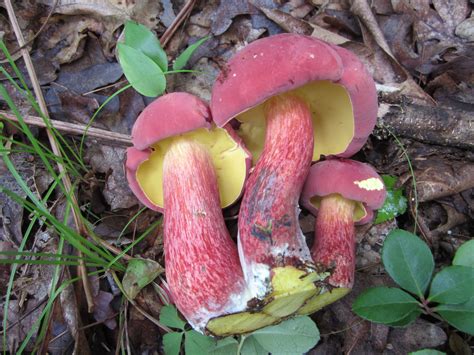 Boletus Bicolor The Ultimate Mushroom Guide