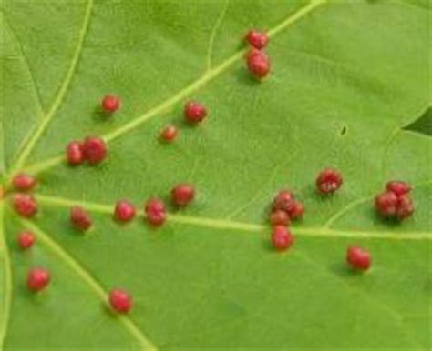 They can form large infestations in vegetables, fruit trees. Insects, Spiders, Centipedes, Millipedes - Pictured Rocks ...