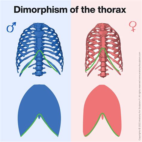Anatomy For Sculptors - Dimorphism of the thorax