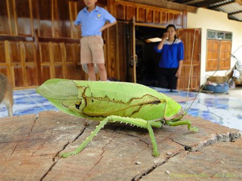 La sauterelle de cocotier est parmis les espèces la plus grande du monde. Voyageurasie-Obeo and Paï: Thaïlande Mars attaque (photos)