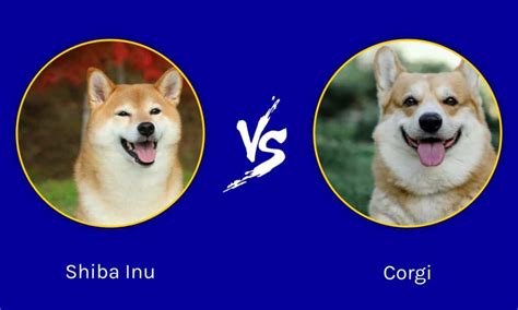 Shiba Inu Vs Corgi 5 Key Differences A Z Animals