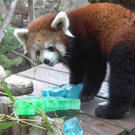 A Pair Of Red Pandas At Wisconsins Milwaukee County Zoo Were Treated