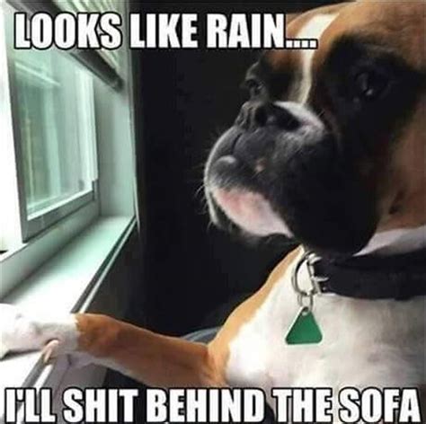 After dark funny meme dump 36 pics. Memes 2019 - 56 Animal Pictures With Words