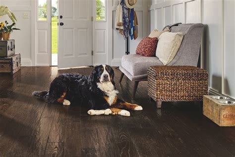 Best Pet Friendly Floors 7 Surfaces That Stand Up The Money Pit
