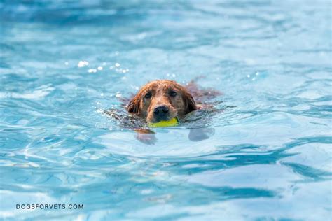 Do Golden Retrievers Like To Swim Swimming Skills Explored