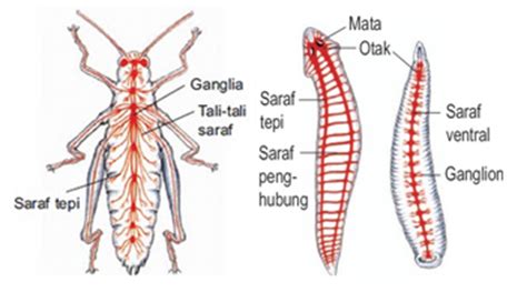 Avertebrata, sistem gerak pada hewan, vertebrata. SISTEM SYARAF ~ MATERI DAN SOAL IPA UNTUK SMA