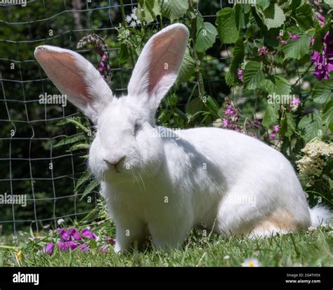 Flemish Giant Rabbit Hi Res Stock Photography And Images Alamy
