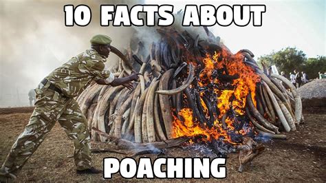 10 Facts About Poaching Youtube