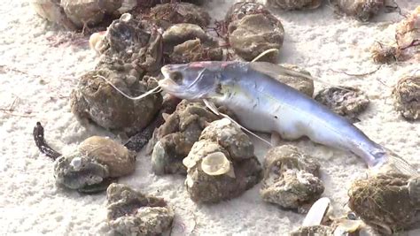 Dead Sea Life Red Drift Algae Piled Up On Fort Myers Beach