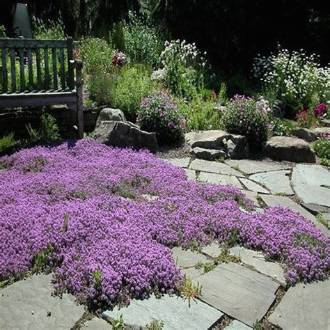 The Complete Guide To Creeping Thyme Plants