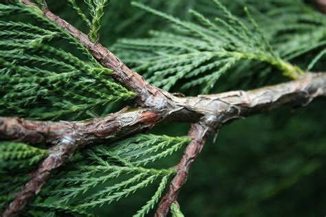 Northern White Cedar Thuja Occidentalis Bark Pattern On Branch A