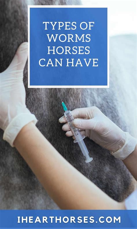 5 Types Of Worms Horses Get And Treatment Options Artofit