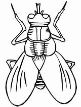 Coloring Pages Bug Bugs Fly Printable Kids sketch template