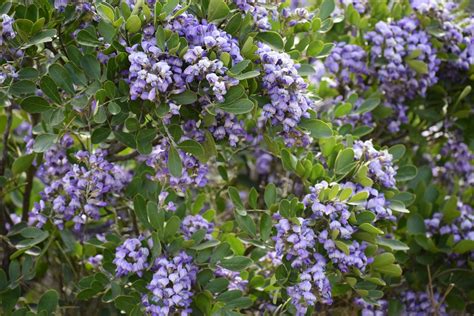 Texas Mountain Laurel Info Learn About Growing Texas Mountain Laurels