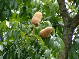 Pokok buah tunjuk langit adalah sejenis tumbuhan tropika yang tumbuh meliar ataupun ditanam di kawasan tropika dan terdapat dalam pelbagai jenis. Insan....: Buah Tunjuk Langit