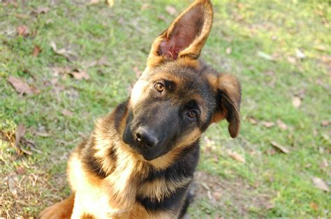 German shepherd dogs shed year round, but it's nothing you wouldn't expect of a dog with a thick coat, and certainly nothing a daily brushing can't. Heritage Hills Ranch - German Shepherd Breeder - Quality ...