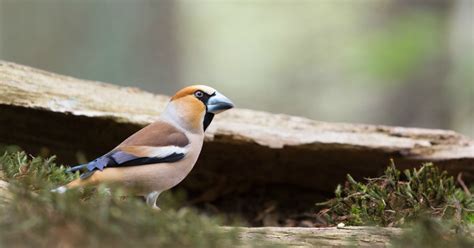 Waar vogels observeren in nederland en welke vogelsoorten komen er voor? Vogels In De Tuin Herkennen: 27 Prachtige Tuinvogels Op ...