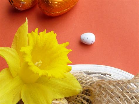 Easter Theme With Daffodil Flower And Quail Egg Creative Commons Stock