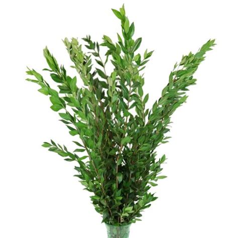 (click the arrows (or swipe if on a mobile device) to see more). Myrtle Long Green Filler Flower | Myrtle flower, Flower ...