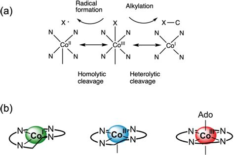 Cobalt Coordination And Chemistry Associated With Cobamides A