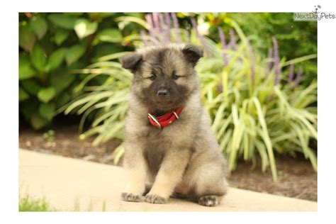 Keeshond Puppy For Sale Near Lancaster Pennsylvania E95a020c A231