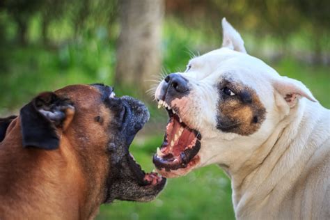 How To Recognize True Dog Aggression