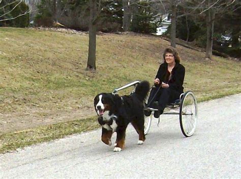 Why The Bernese Mountain Dog Is Truly An All Around Dog American
