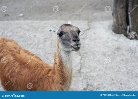Beautiful Portrait Of The Smiling Brown Lama Stock Photo Image Of