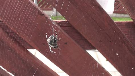 You may have heard about spiders called the sun spider or the wind scorpion. Spider does not like my noises - YouTube