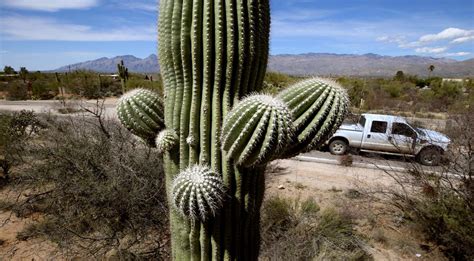Saguaro National Park Using Microchips To Deter Cactus Theft Local