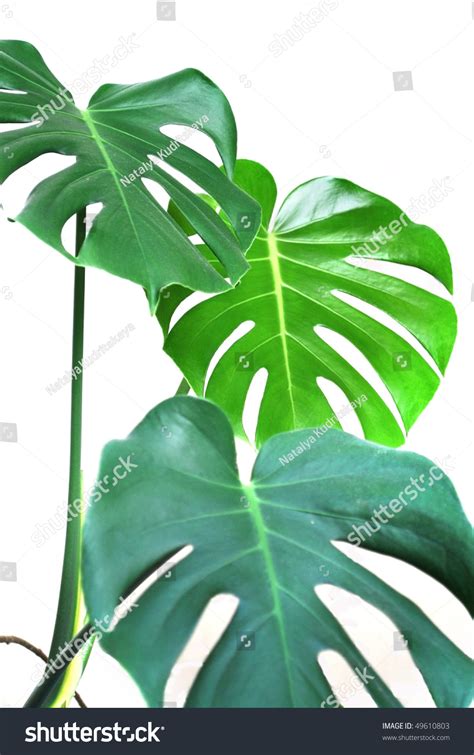 Three Big Green Leaf Tropical Plant Stock Photo 49610803