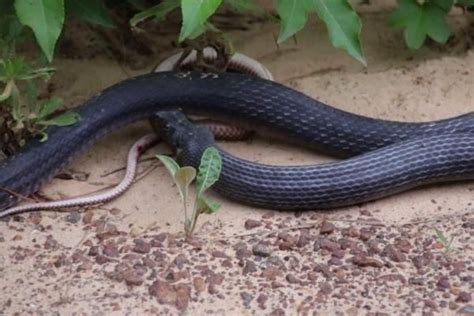 Snake Regurgitates Another Live Snake In Texas Snake Texas City