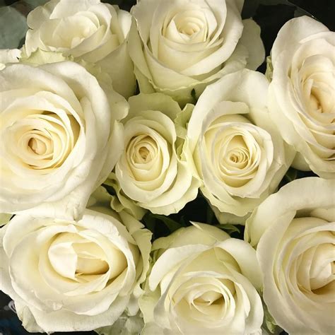 Creamy Rose Love 👌 ️creamroses Roses Flowers Florist Pearlyblooms
