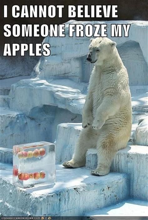 Funny, jokes 1 year ago. Top 30 Funny animal memes and quotes | Quotes and Humor