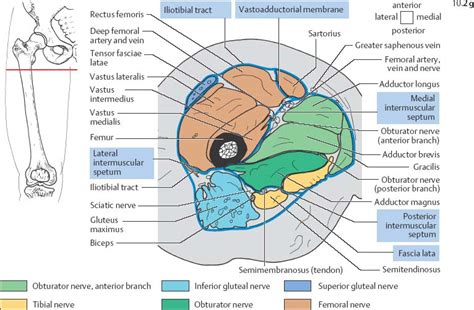 People who play soccer have these specific muscles of the leg very well defined, so they're like a walking anatomy atlas for thigh muscles. Musculature | Radiology Key