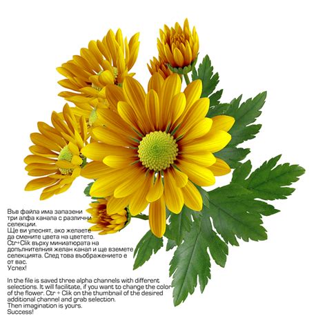 Download Chrysanthemum Transparent Image Hq Png Image Freepngimg