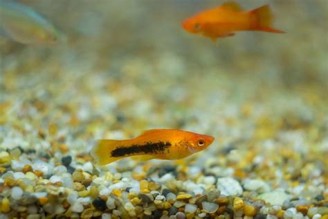 Molly Fish Care Complete Guide To Keeping All Types Of Mollies