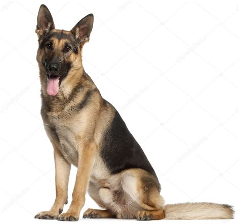 German Shepherd Dog 2 Years Old Standing In Front Of White Background