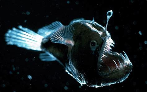 Image Result For Angler Fish Deep Sea Creatures Beautiful Sea
