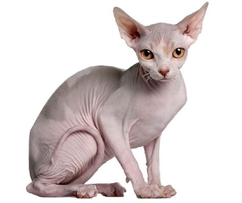 The Sphynx Cat Cat Breeds Encyclopedia