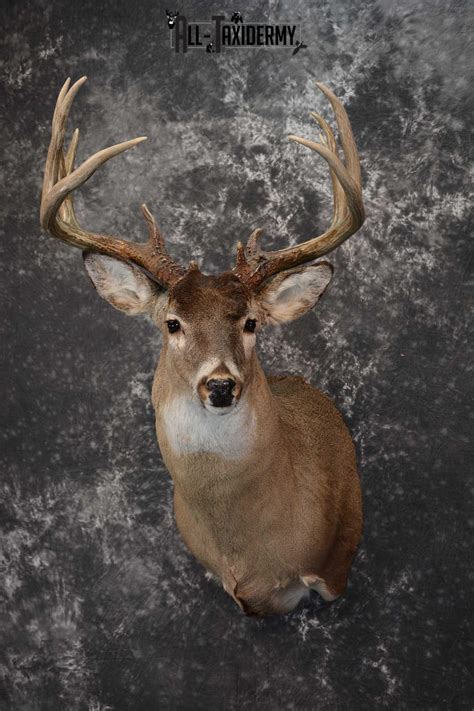 Whitetail Deer Taxidermy Shoulder Mount For Sale Sku 1604 All Taxidermy